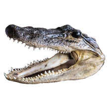 Extra Large Gator Head (REAL)
