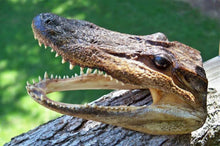 Extra Large Gator Head (REAL)