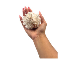 Jewel Box Shell