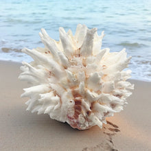 Jewel Box Shell