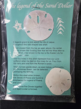 Sand Dollar Postcard (Real Sand Dollar Inside)