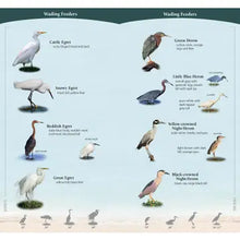 Shorebirds Pocket Guide