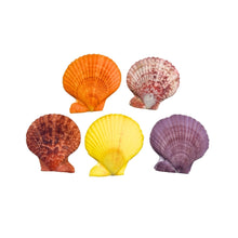 Noble Scallop Shell